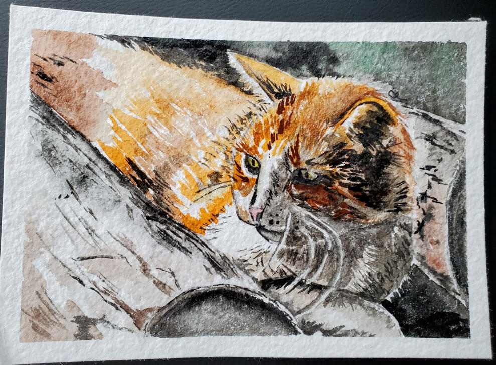 The Teacher&#39;s Cat